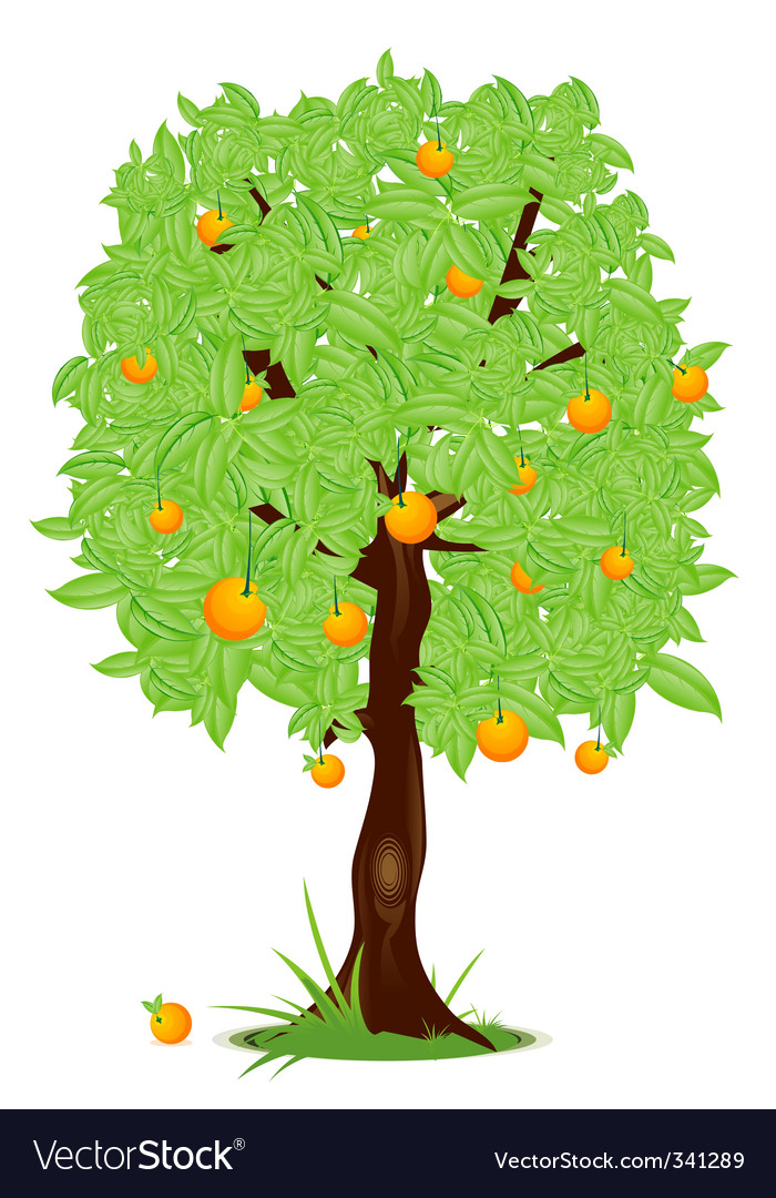 Orange Tree Royalty Free Vector Image - Vectorstock