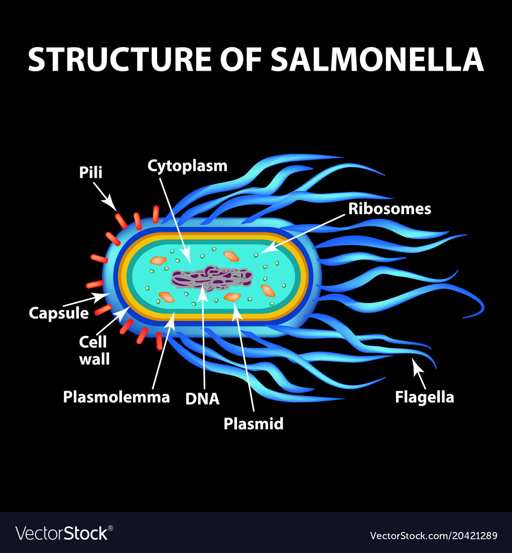 Diagram Of Salmonella Bacteria