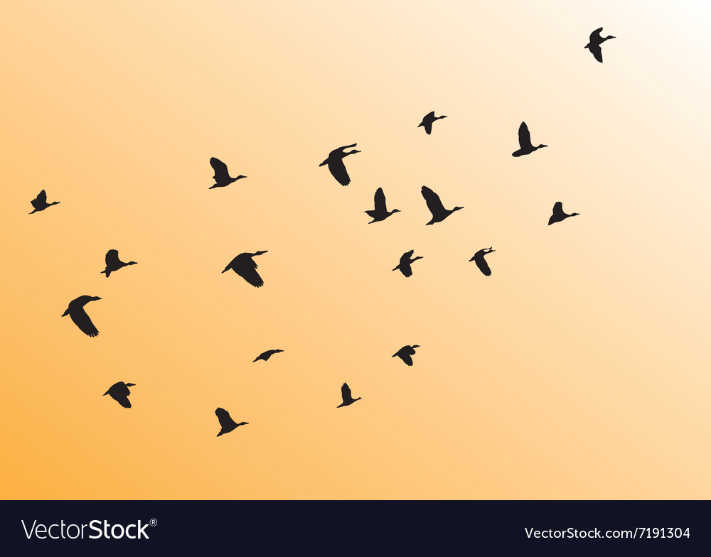 Birds flying Royalty Free Vector Image - VectorStock