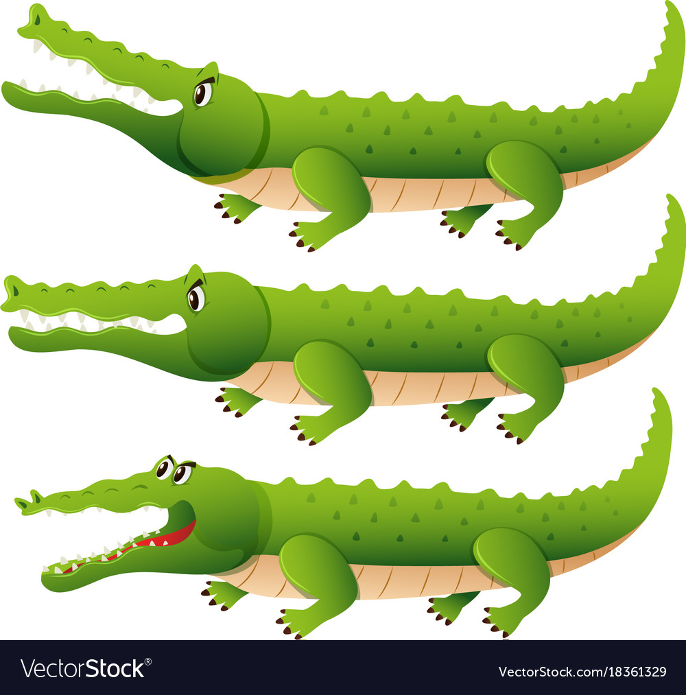 Crocodile in three different actions Royalty Free Vector