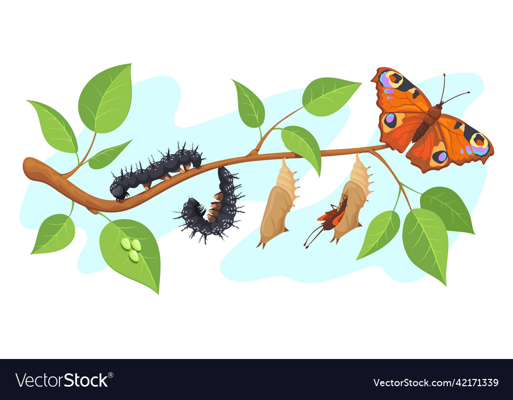 Lepidoptera metamorphosis caterpillar Royalty Free Vector Lepidoptera metamorphosis caterpillar Royalty Free Vector
