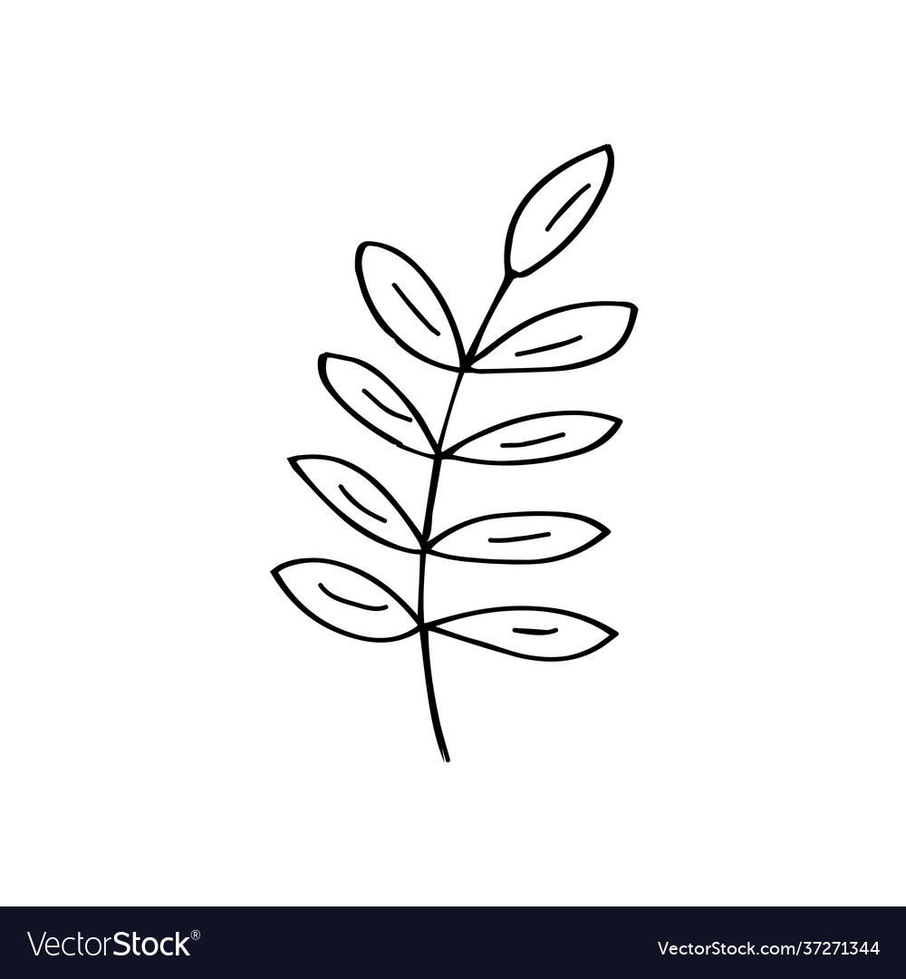 Sprig with leaves doodle hand drawn twig Vector Image