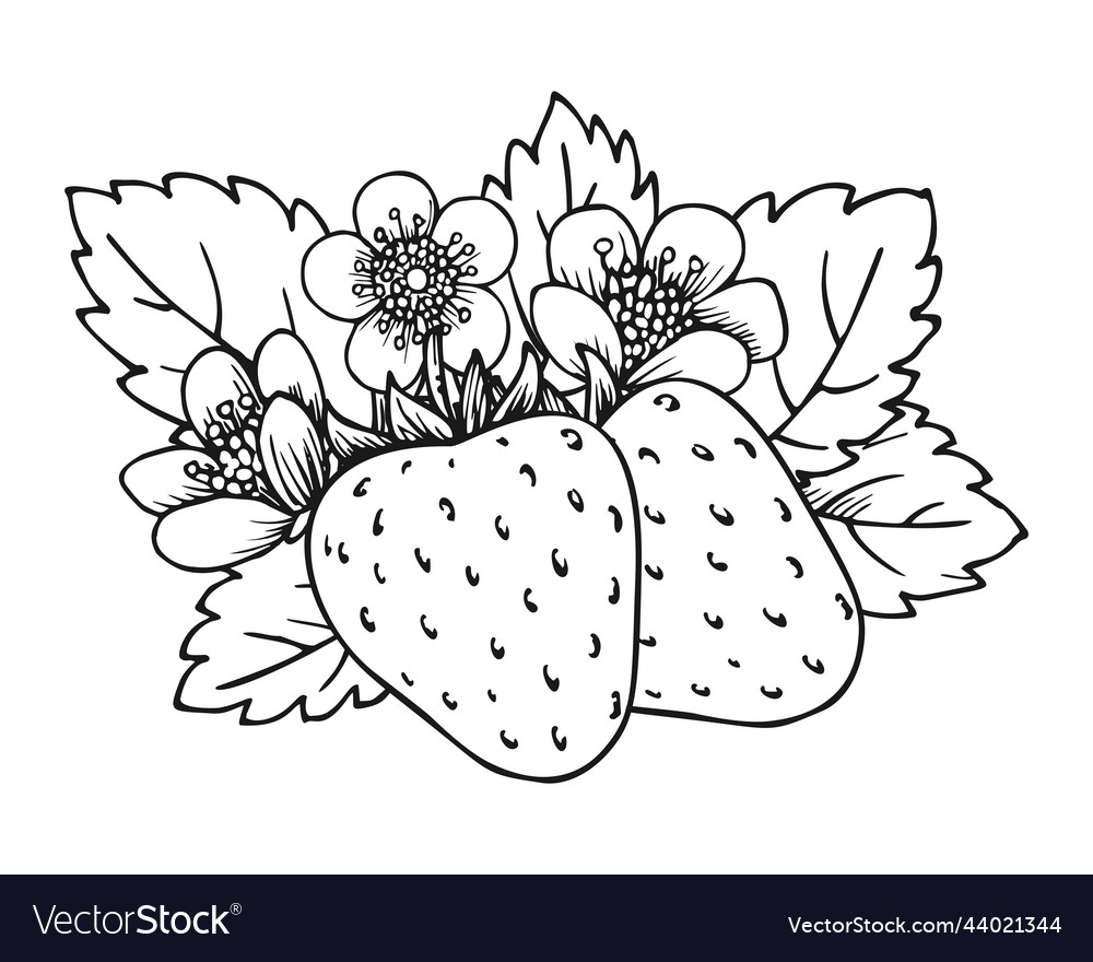 Strawberry coloring book whole ripe sweet fruit Vector Image