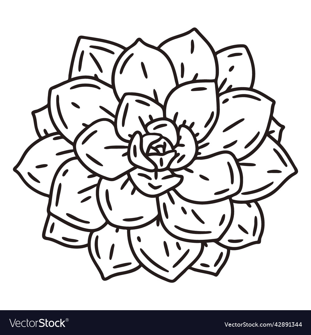 Succulent plant leaves stroke high quality Vector Image