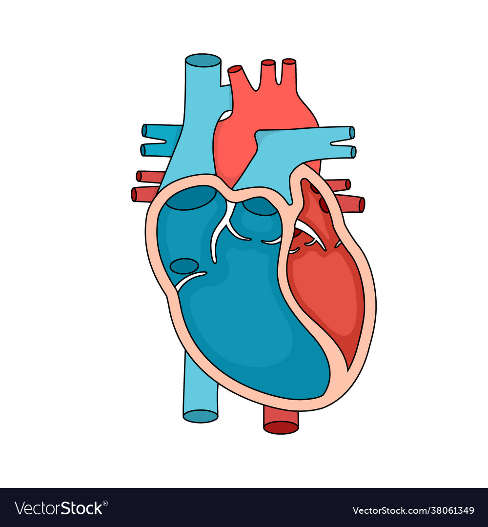 Heart anatomy close-up human cross section Vector Image