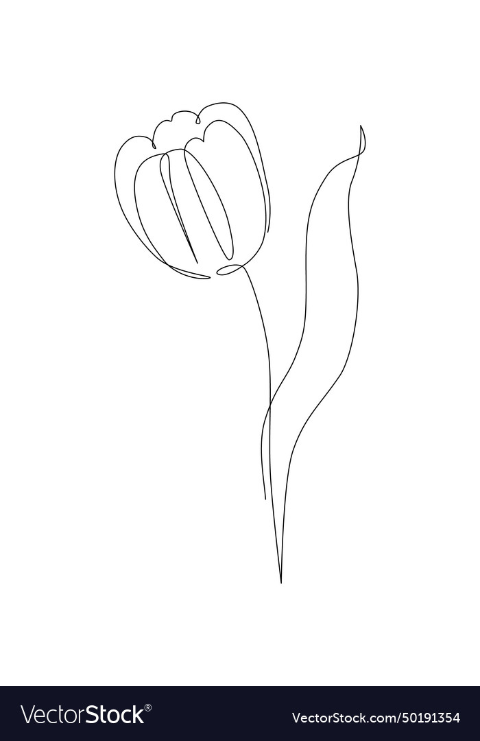 Tulip flower continuous line art drawing style Vector Image