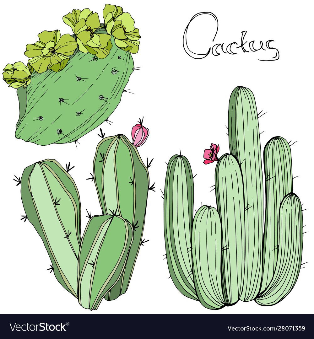 Green cactus floral botanical flower Royalty Free Vector