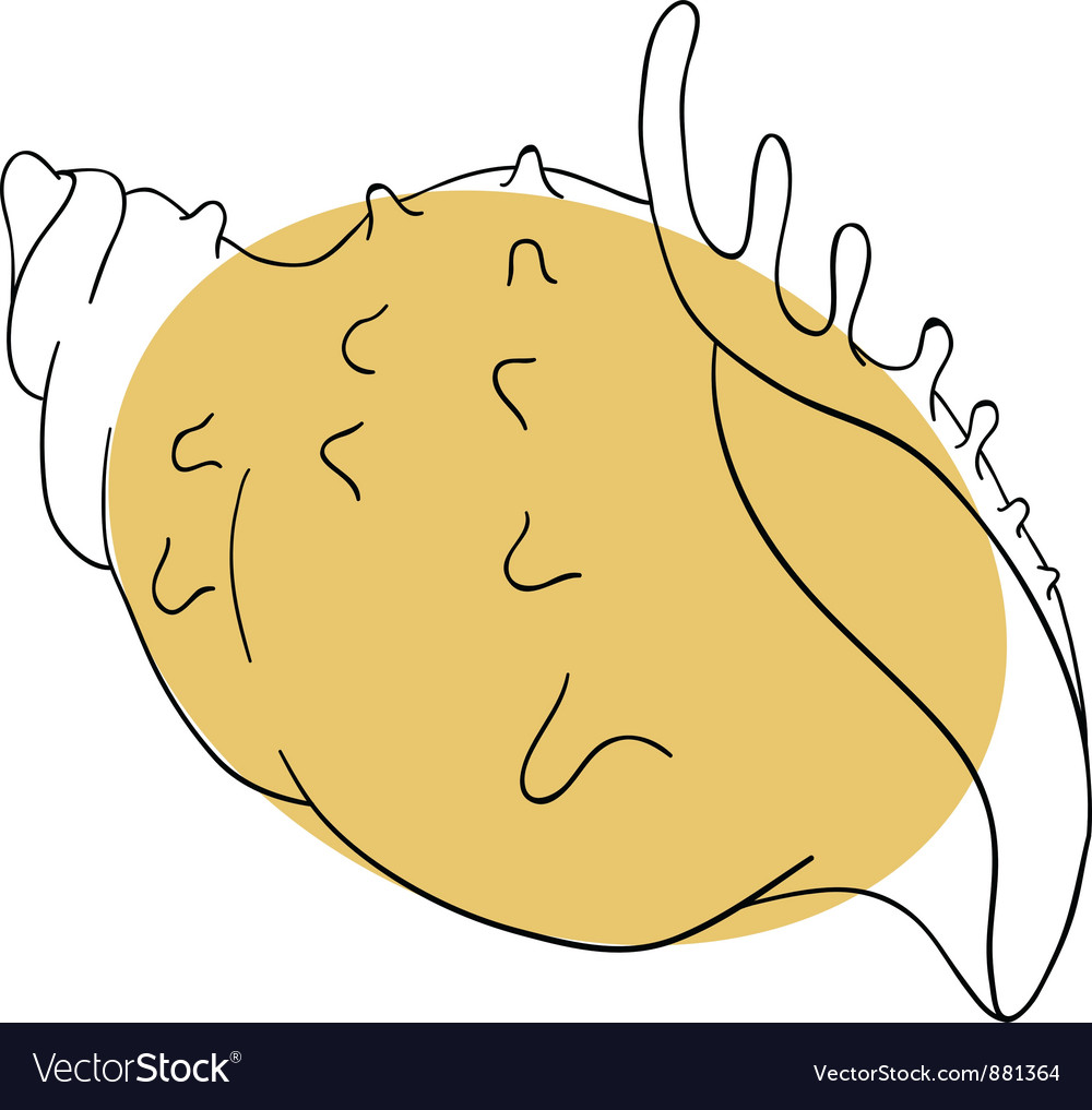 Shell Royalty Free Vector Image - VectorStock