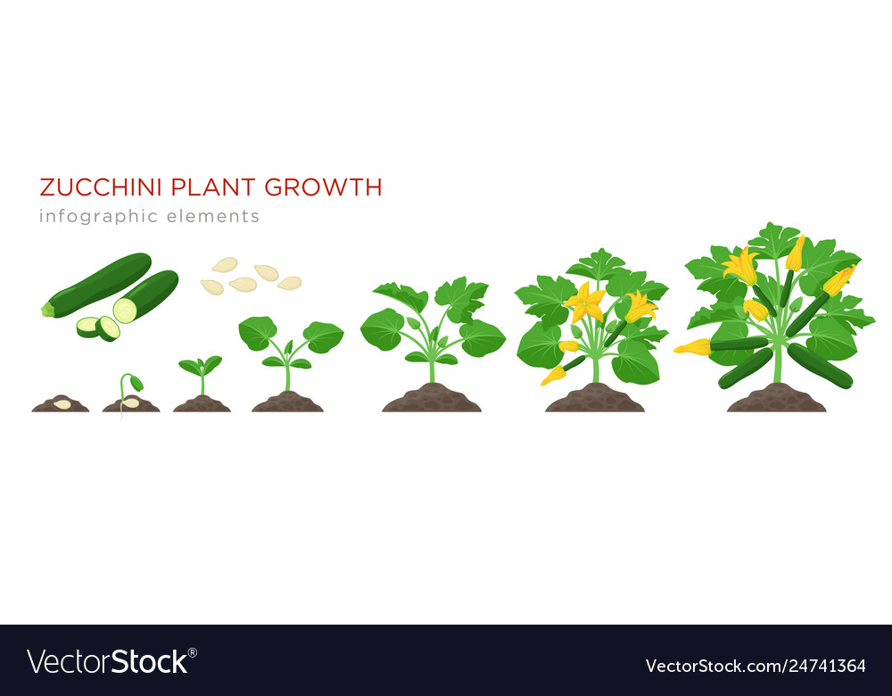 Zucchini plant growth from seed sprout flowering Vector Image