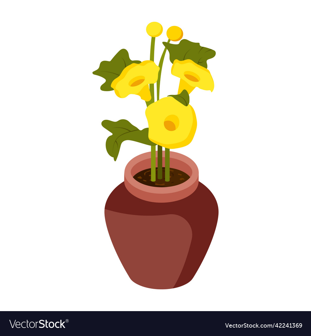 Allamanda cathartica Royalty Free Vector Image