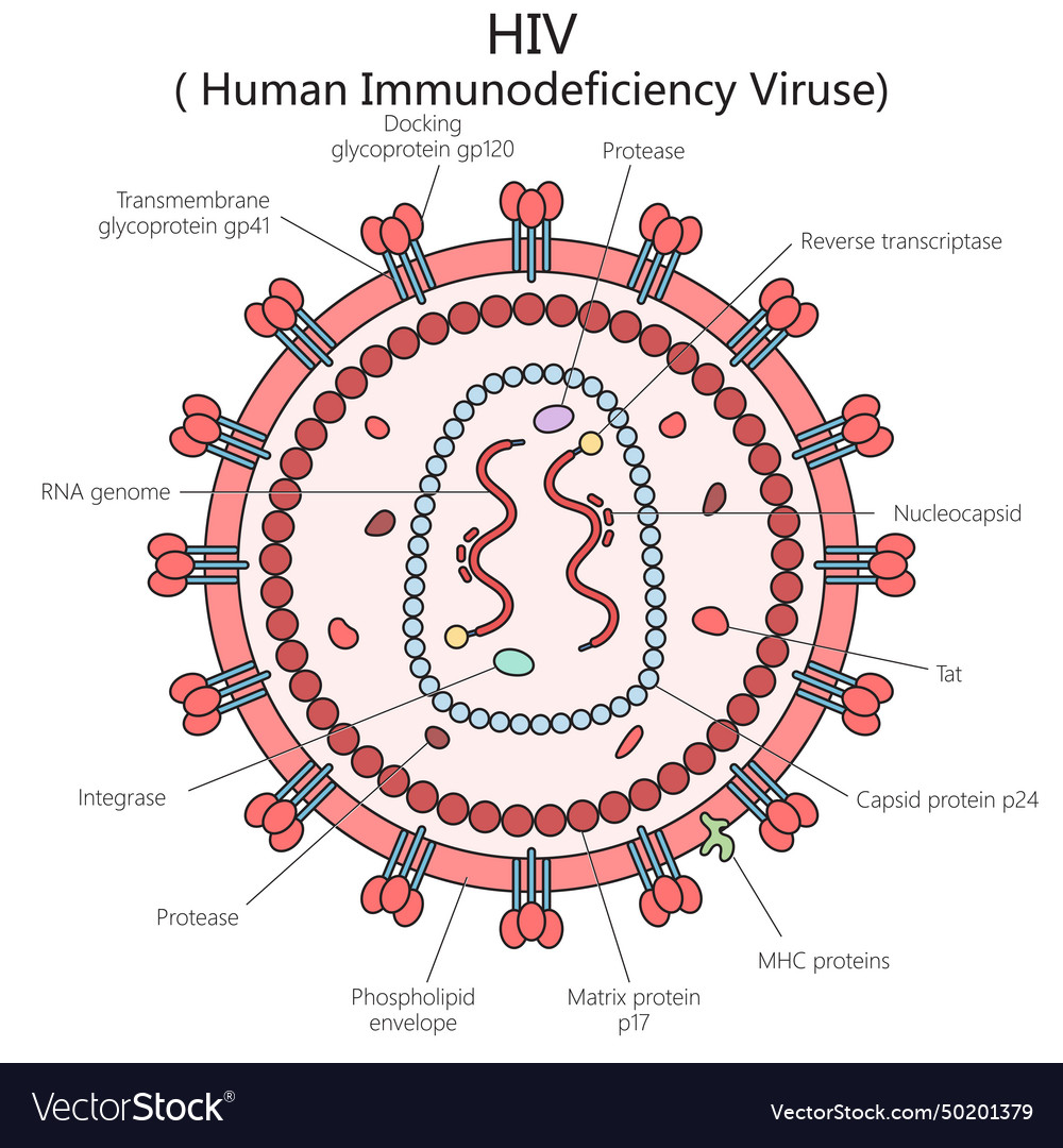 Human Hiv Virus Structure Diagram Medical Science Vector Image