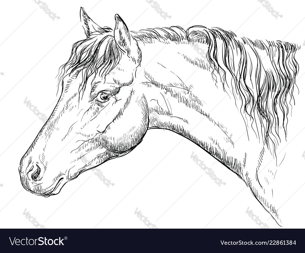 Horse portrait-11 Royalty Free Vector Image - VectorStock