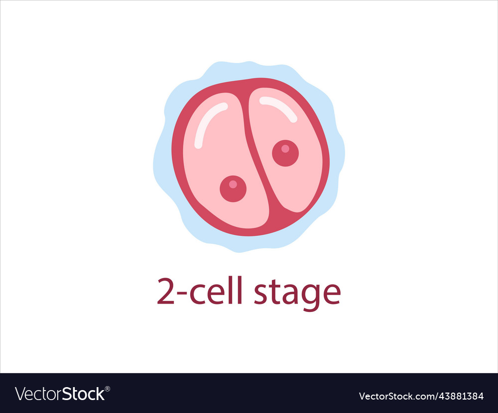 Zygote 2-cell stage