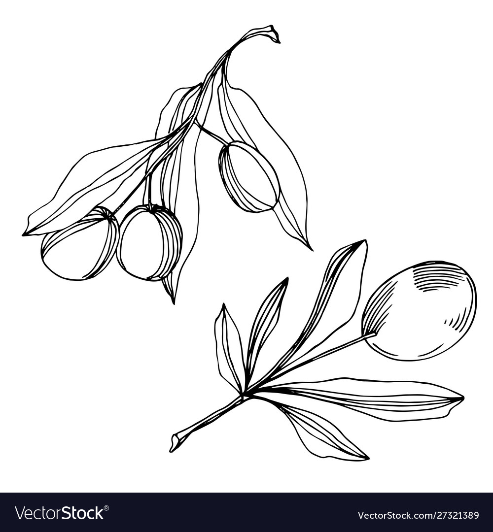 Olive branch with fruit black and white Royalty Free Vector