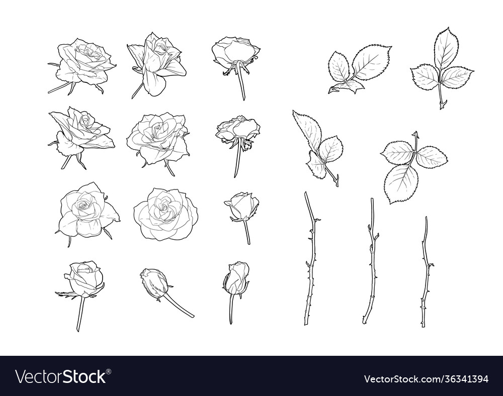 Roses flowers clip art set elements for design Vector Image