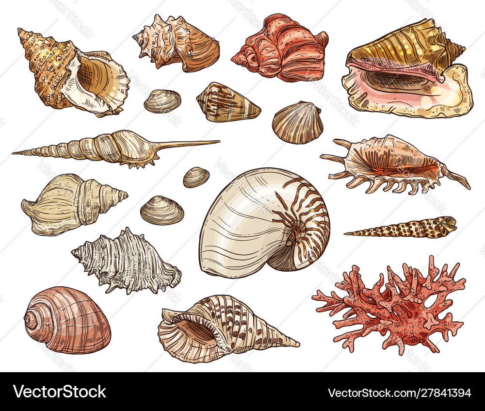 Seashells snail clam shellfish and conch Vector Image
