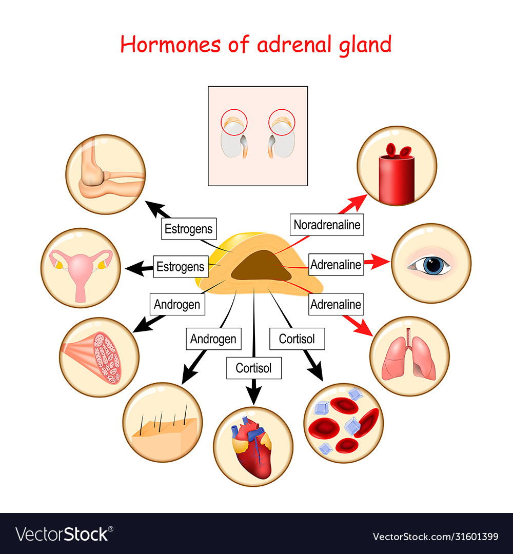 Adrenal Gland And Hormones 2421