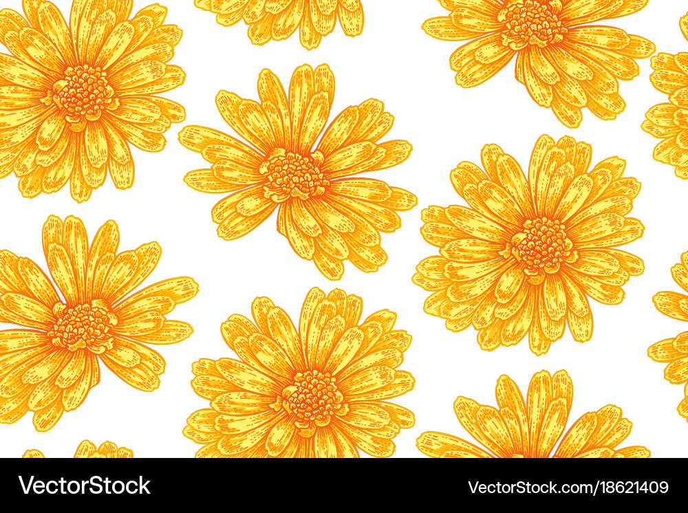 Seamless botanical pattern with calendula flowers Vector Image