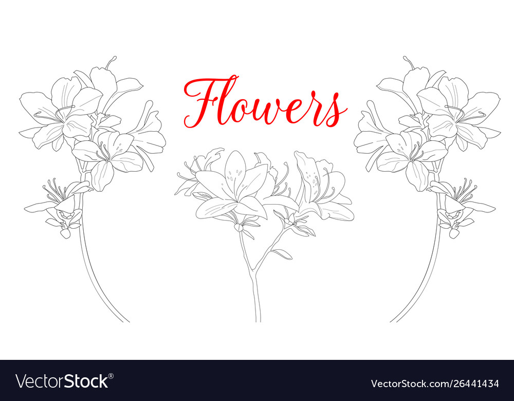 Collection hand drawn flowers and plants Vector Image