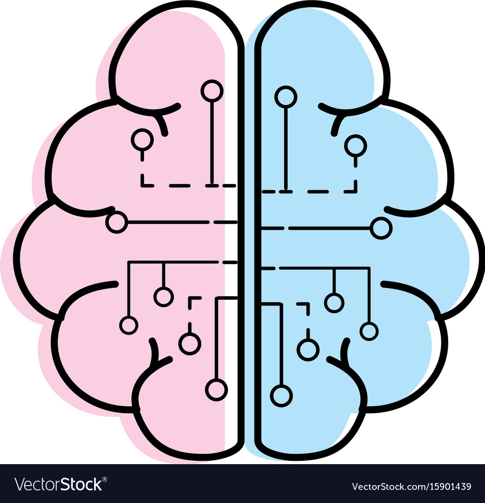 Anatomy Brain With Circuits Digital Connection Vector Image