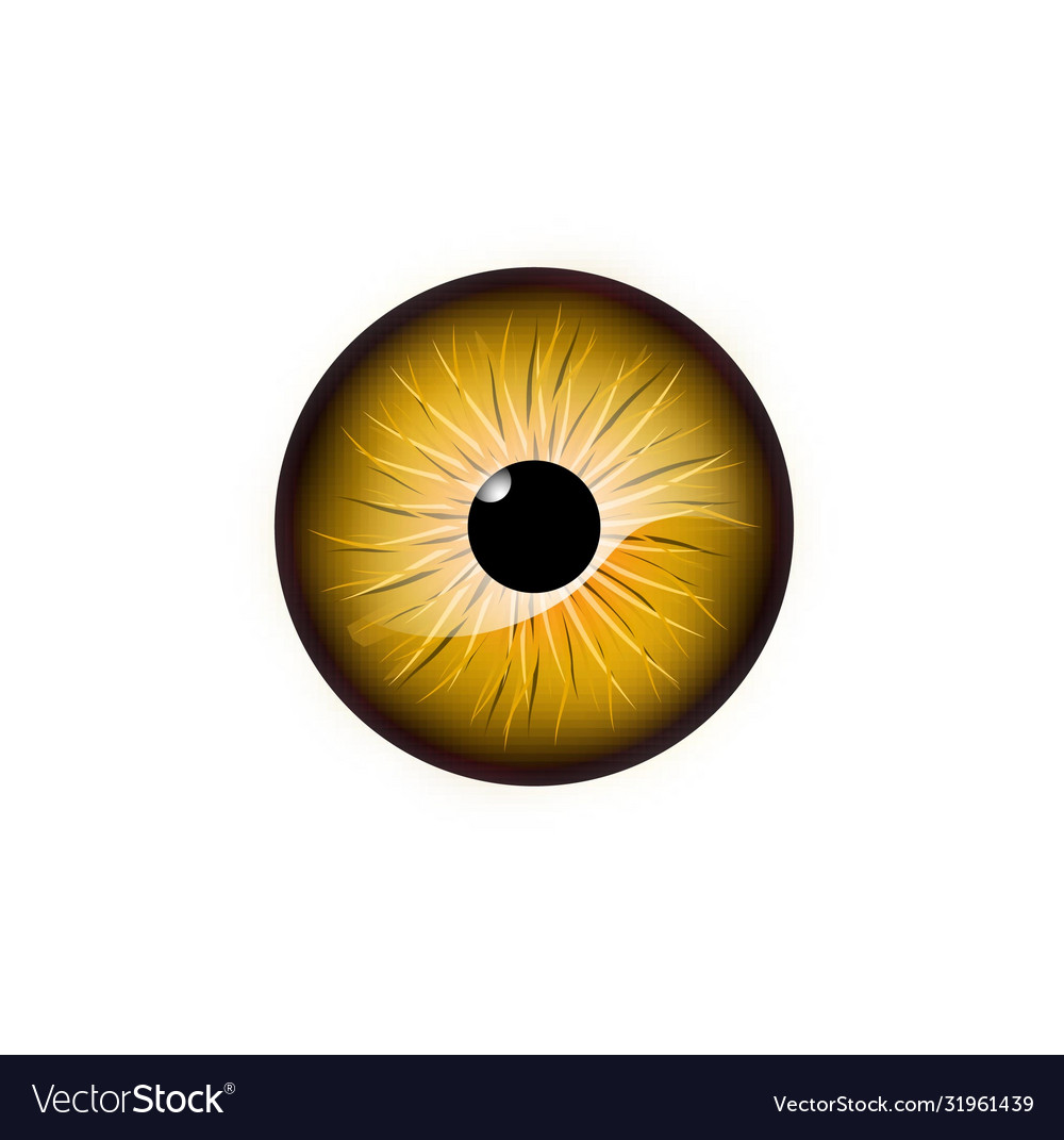 46,249 Golden Eye Stock Photos - Free & Royalty-Free Stock Photos from  Dreamstime