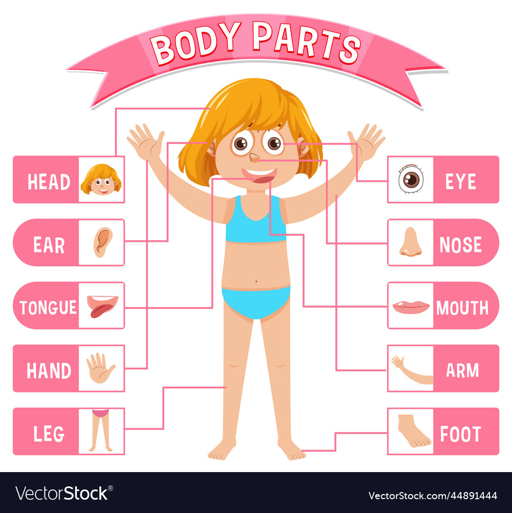 Body Parts With Vocabulary Royalty Free Vector Image