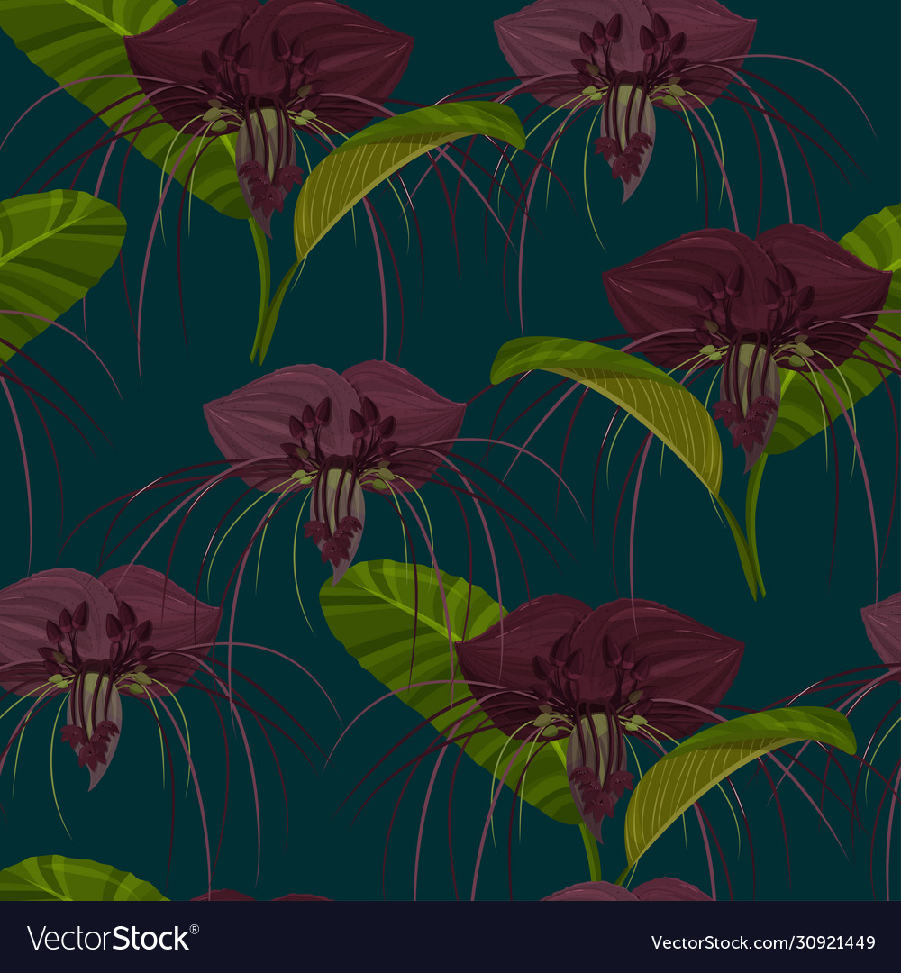 Dark purple tacca flowers background tropical