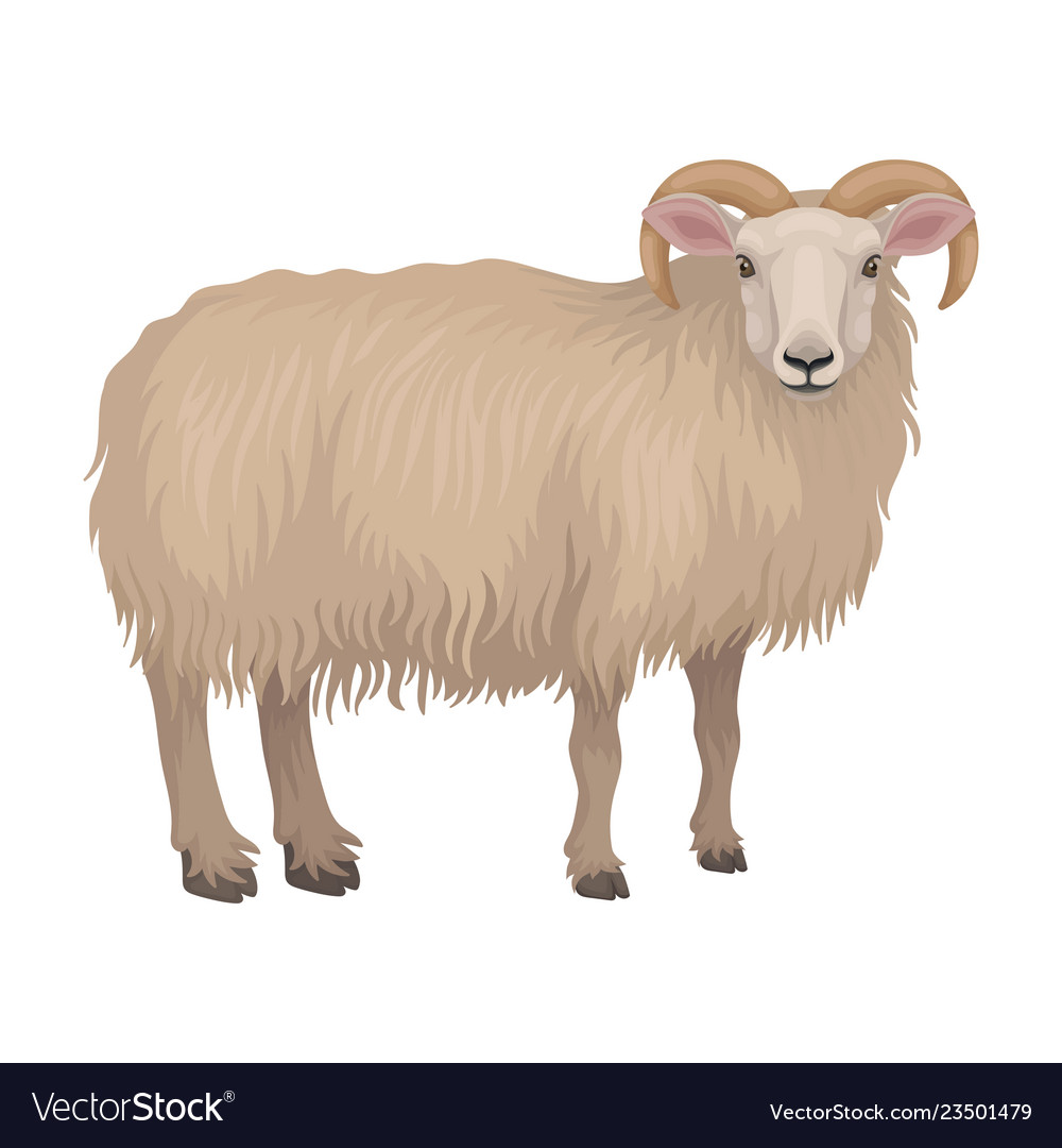 Detailed flat icon of dorset male sheep Royalty Free Vector