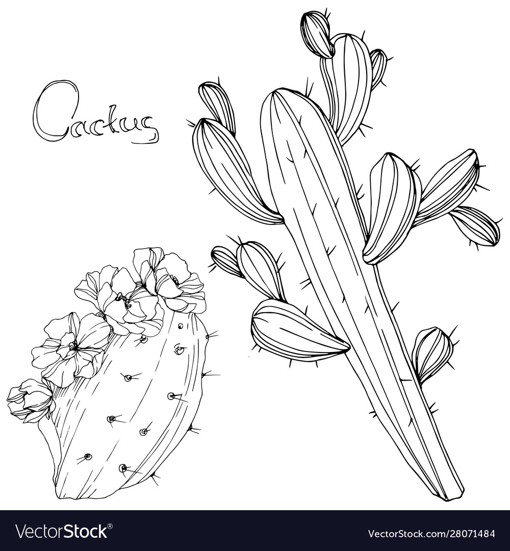 Cactus floral botanical flower black Royalty Free Vector