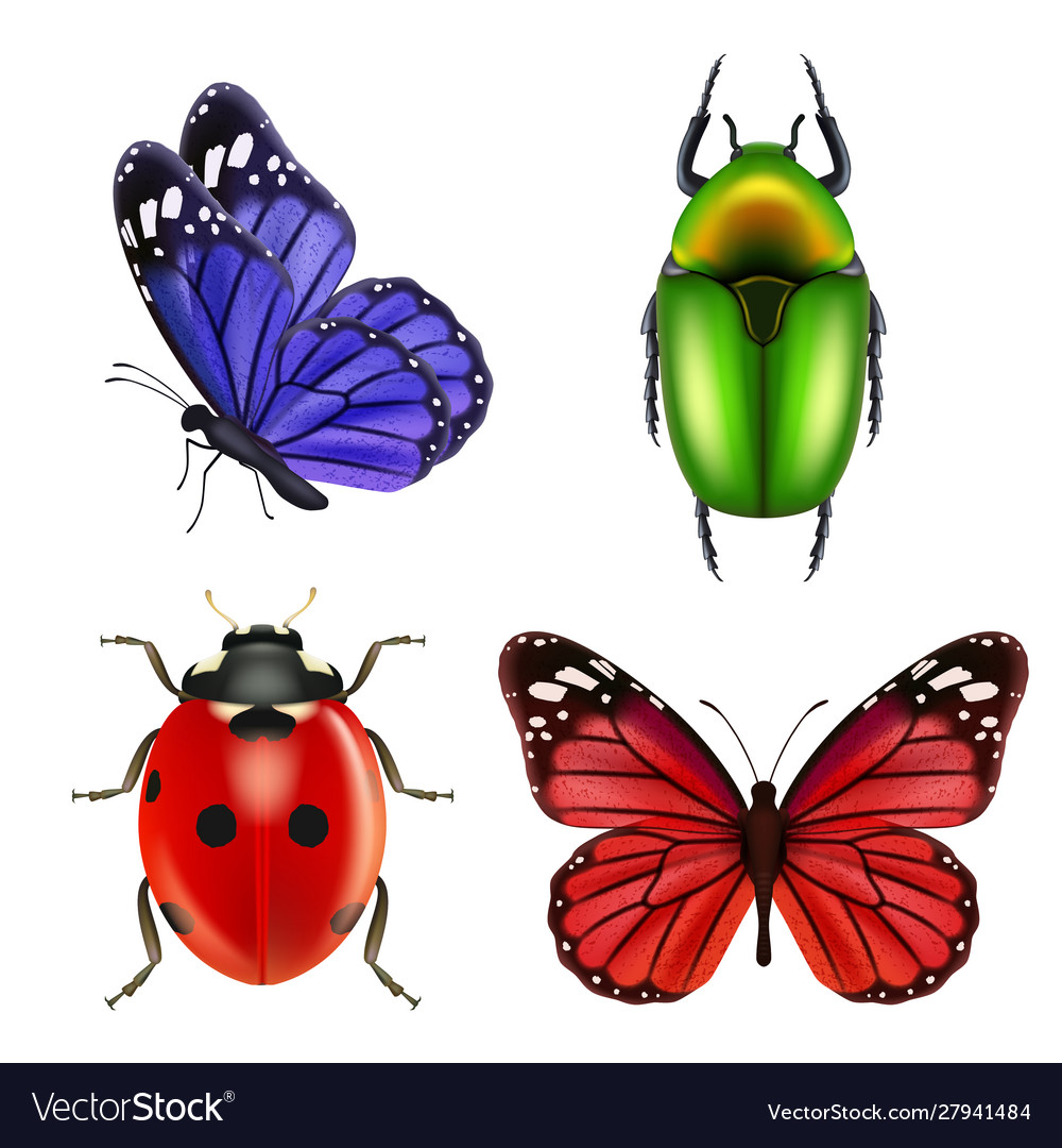 Realistic insects butterfly bugs ladybird ant Vector Image