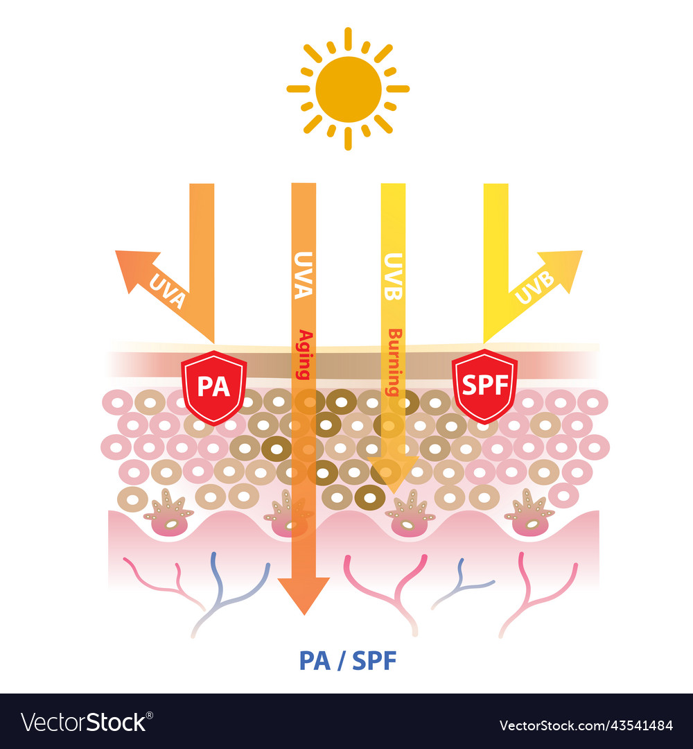 Uva and uvb rays penetrate into the skin pa spf Vector Image