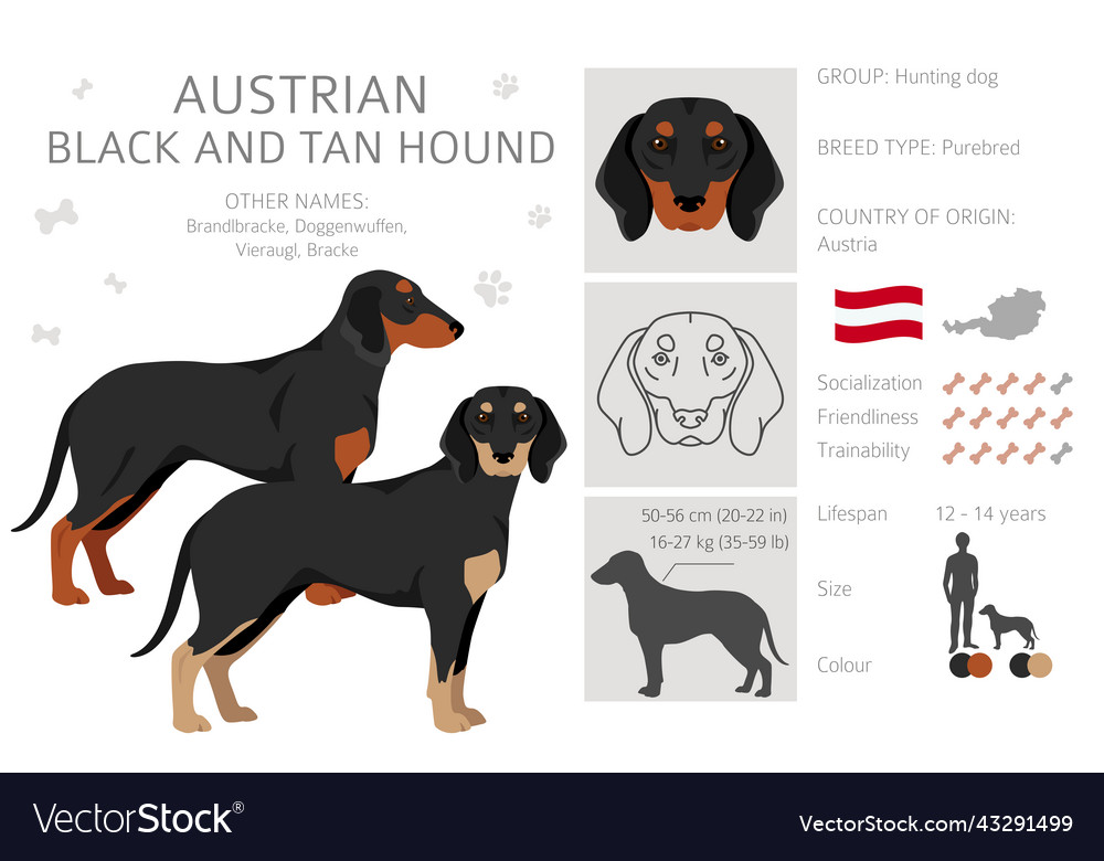 Austrian black and tan hound clipart different Vector Image