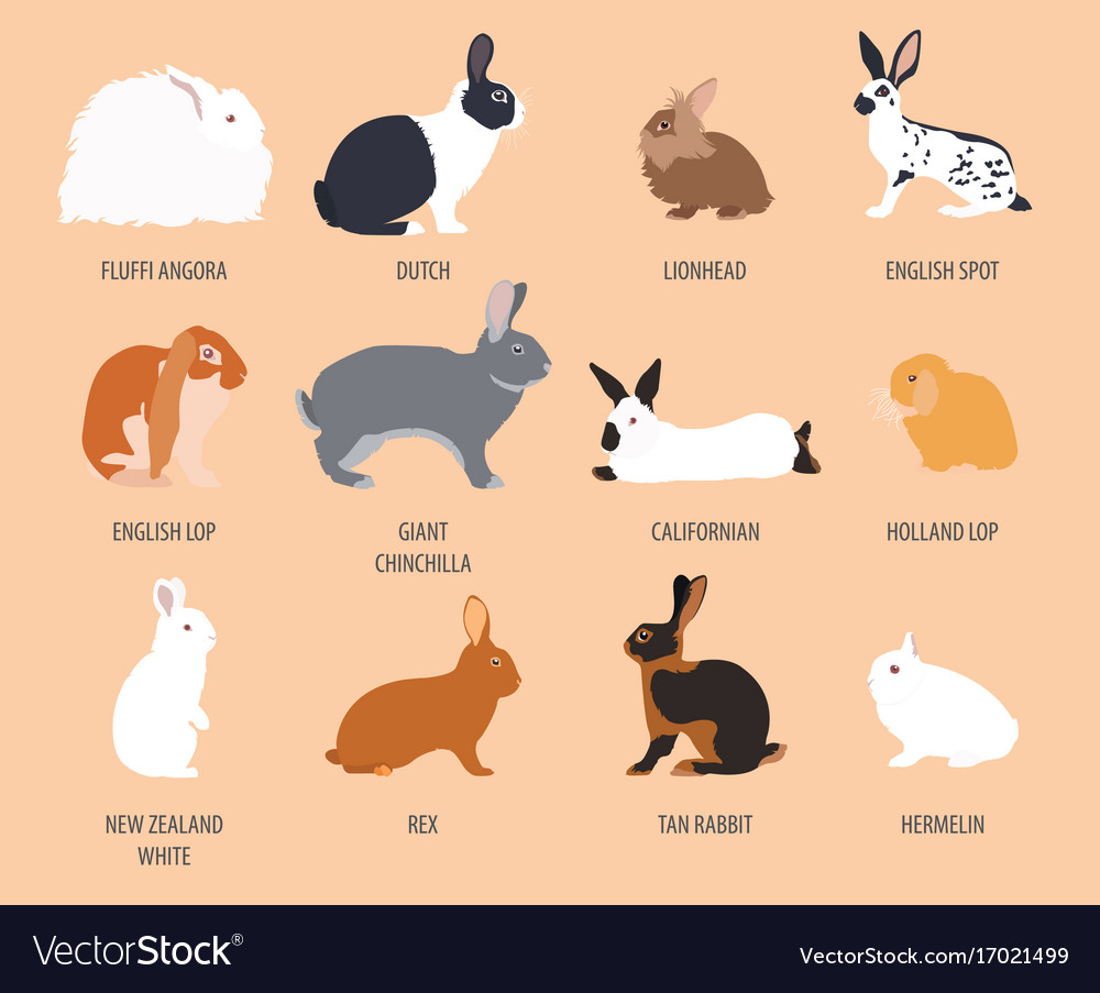 Rabbit lapin breed icon set flat design Royalty Free Vector