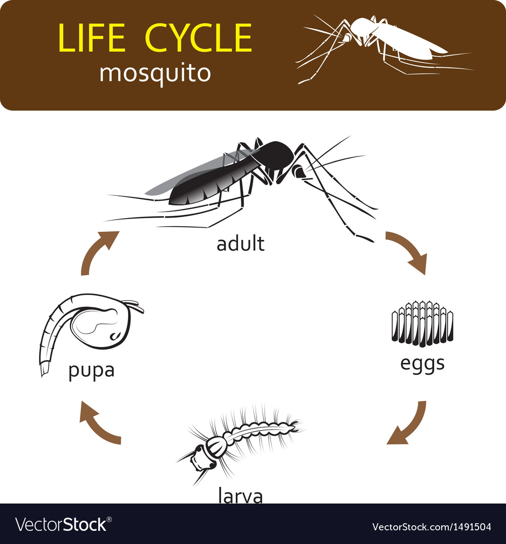 Mosquito Life Cycle Clipart Set Download | lupon.gov.ph