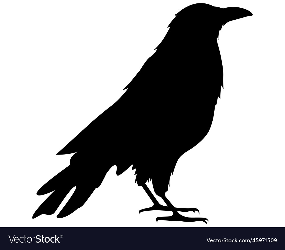 Black crow silhouette Royalty Free Vector Image