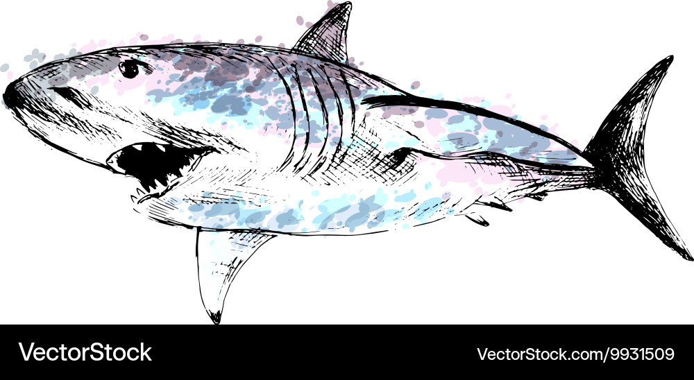 Colored hand drawing of a shark Royalty Free Vector Image