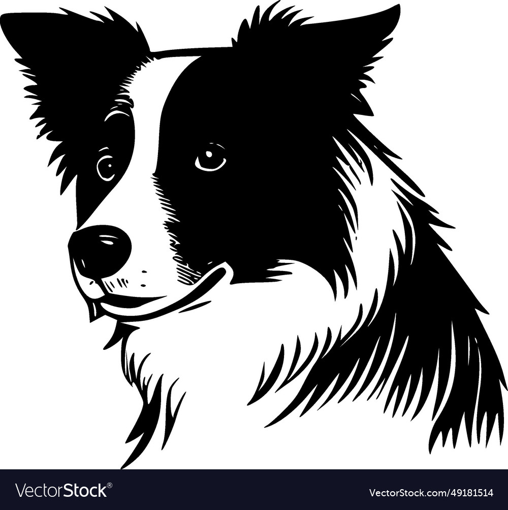 Border collie - black and white Royalty Free Vector Image