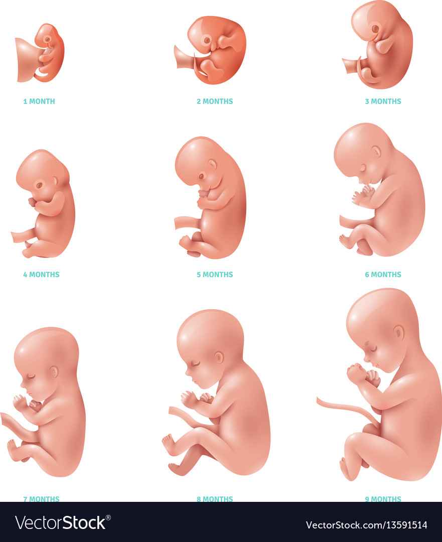 How Big Is A 3 Month Old Fetus At Lucile Hart Blog