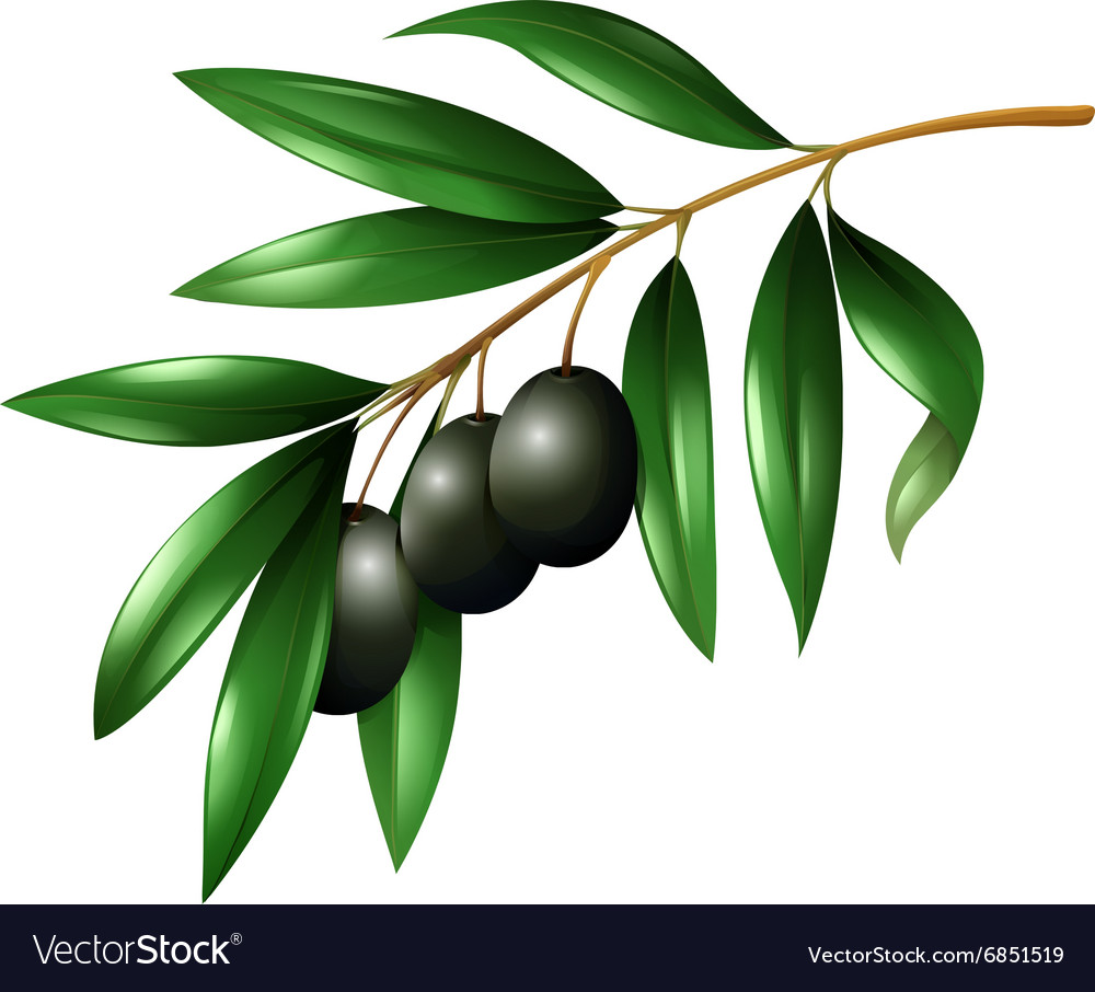 Black olives on the branch Royalty Free Vector Image