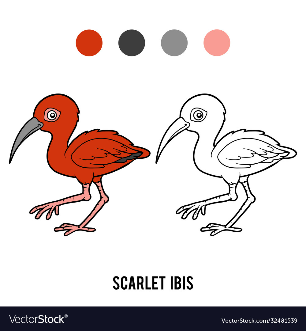 Coloring book scarlet ibis