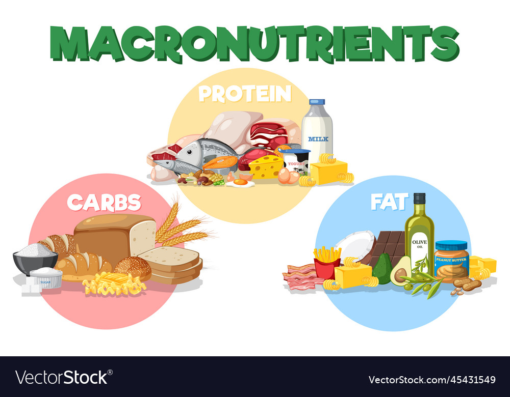 Macronutrients diagram with food ingredients Vector Image