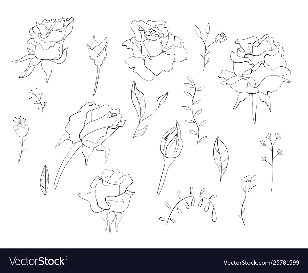 Set contour drawn floral stylized elements Vector Image