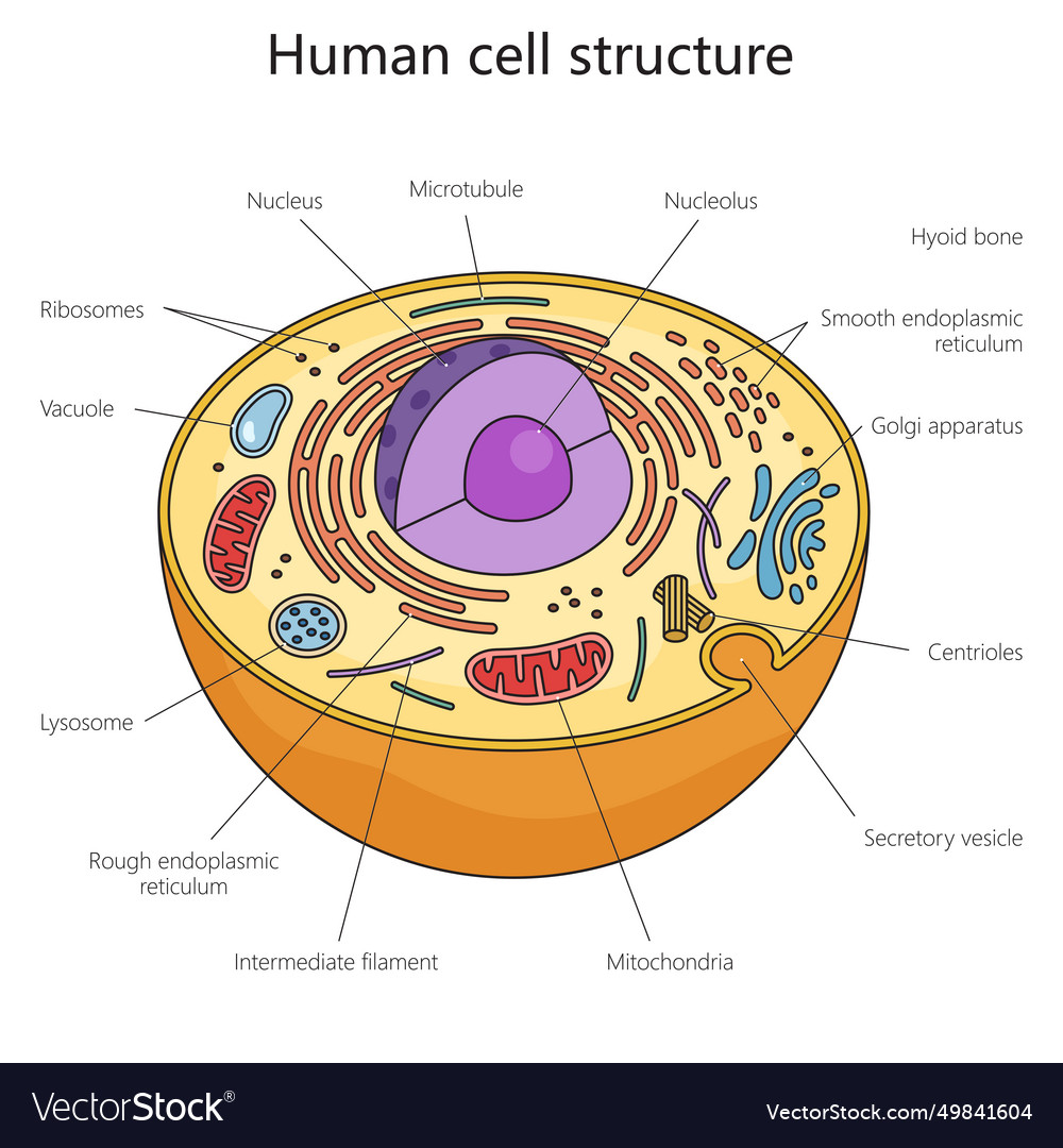 Human Cell Structure Diagram Medical Science Vector Image