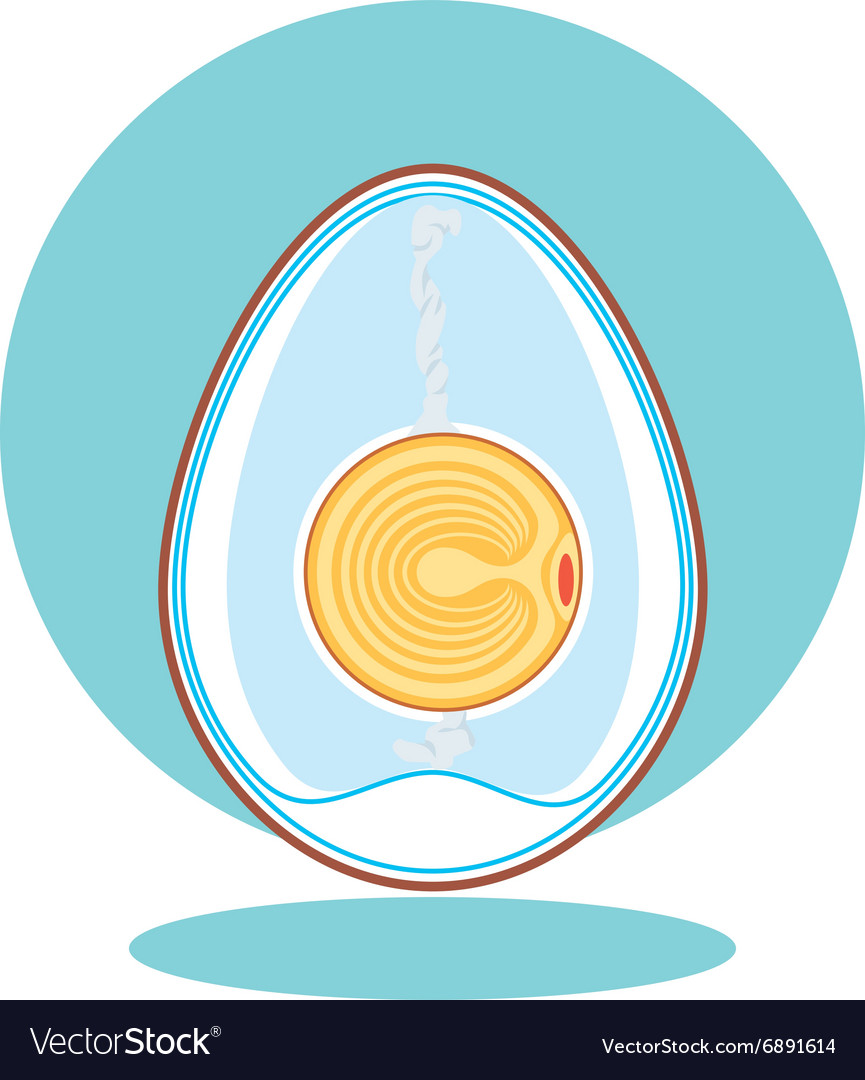 Chicken Embryo Egg Royalty Free Vector Image Vectorstock Chicken Embryo Egg Royalty Free Vector Image Vectorstock