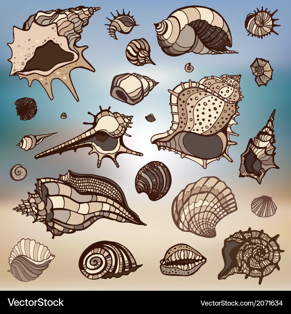 Sea shells set blurred background Royalty Free Vector Image