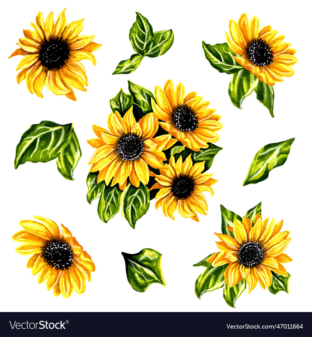 Set of yellow sunflower flowers with leaves