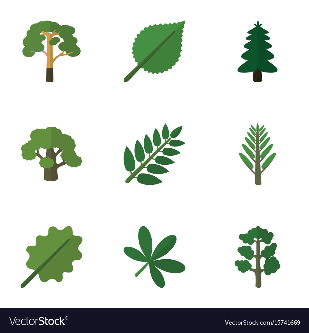 Flat icon bio set of wood tree linden and other
