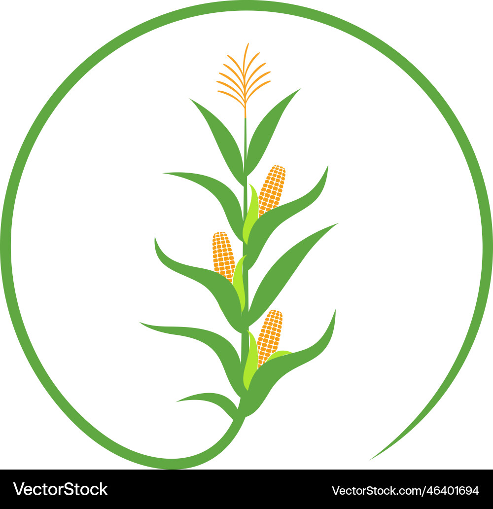 Corn Royalty Free Vector Image - VectorStock