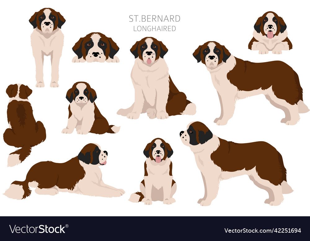 St bernard hot sale coat