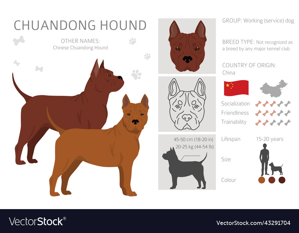 Chuandong hound clipart different poses coat Vector Image